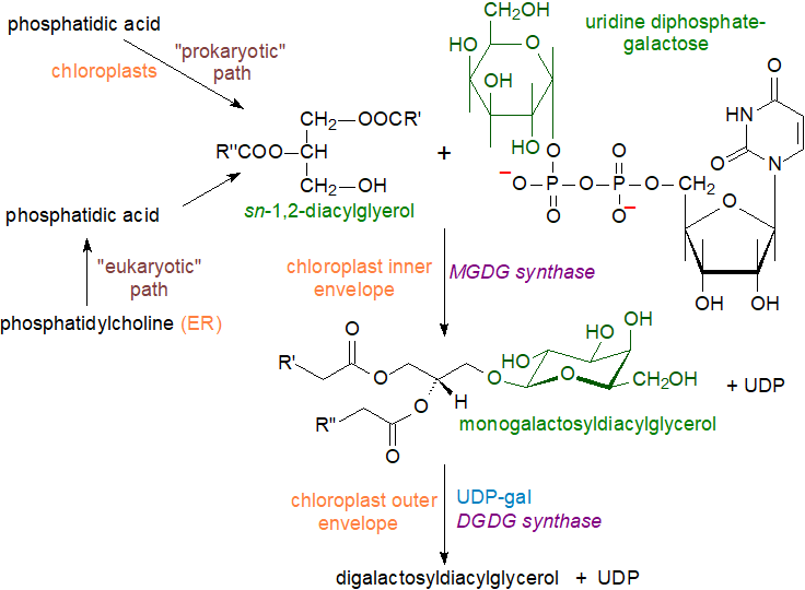 Biosynthesis of monogalactosyldiacylglycerols