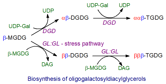 Biosynthesis of oligoglycosyldiacylglycerols