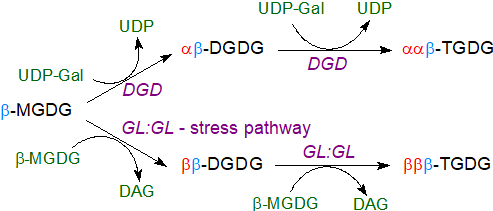 Biosynthesis of oligoglycosyldiacylglycerols