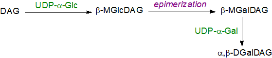 Structure of an acylated galactosyldiacylglycerol