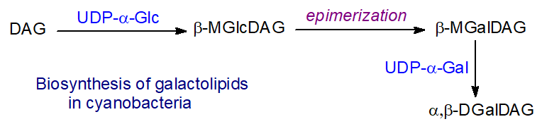 Formula of a bacterial glycolipid