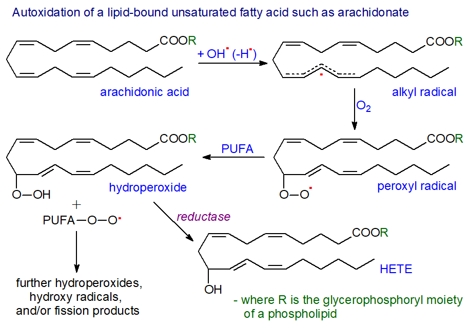 Autoxidation of arachidonic acid
