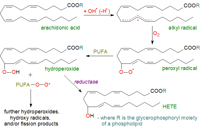 Autoxidation of arachidonic acid