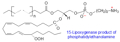 Biosynthesis of oxidized phospholipids