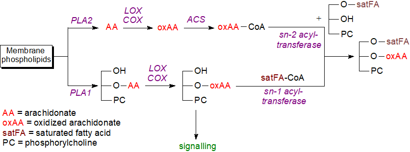 15-Lipoxygenase product of phosphatidylethanolamine