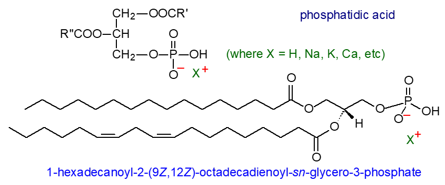 Structural formula of phosphatidic acid