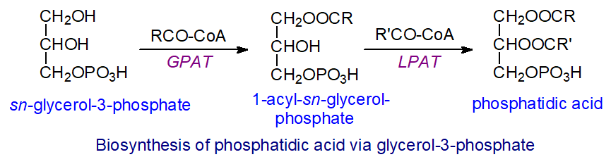 Biosynthesis of phosphatidic acid