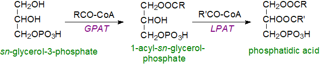 Biosynthesis of phosphatidic acid