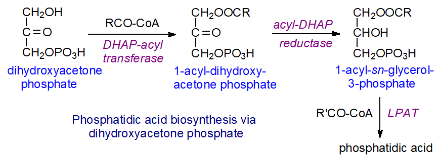 Biosynthesis of phosphatidic acid via dihydroxyacetone phosphate