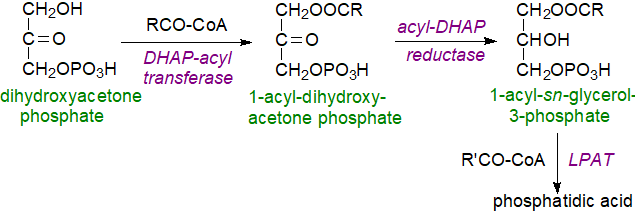 Biosynthesis of phosphatidic acid via dihydroxyacetone phosphate