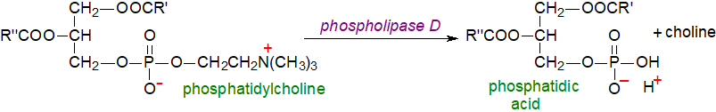 Generation of phosphatidic acid by the action of phospholipase D