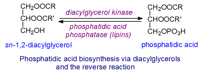 Biosynthesis of phosphatidic acid by diacylglycerol kinases and the reverse reaction