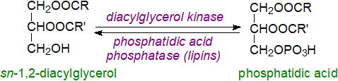 Biosynthesis of phosphatidic acid by diacylglycerol kinases and the reverse reaction