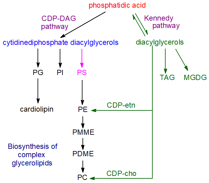 Phosphatidic acid metabolism