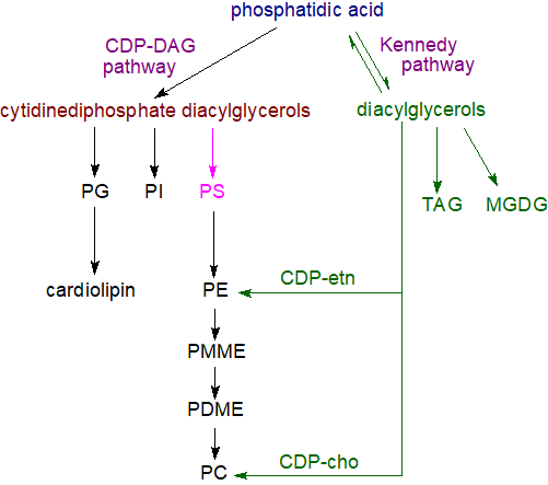 Phosphatidic acid metabolism