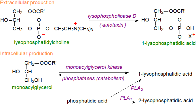 Structural formula of lysophosphatidic acid