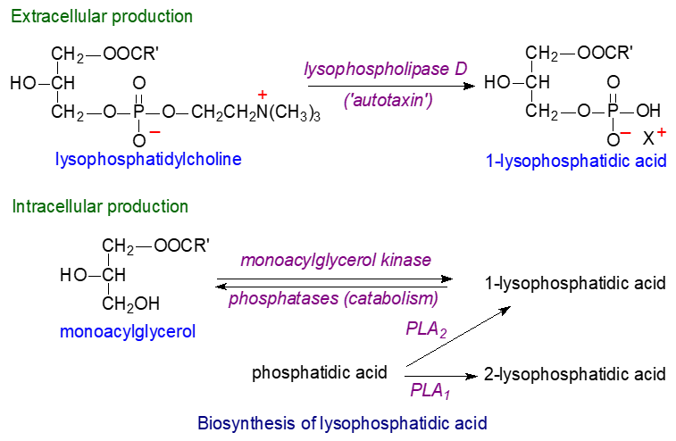 Biosynthesis of lysophosphatidic acid