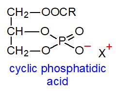 Structural formula of cyclic phosphatidic acid