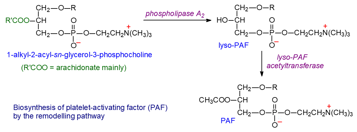 Biosynthesis of platelet-activating factor by the remodelling pathway