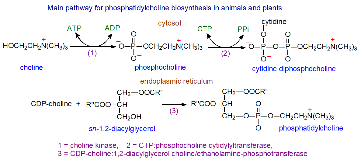 Main pathway for the biosynthesis of phosphatidylcholine