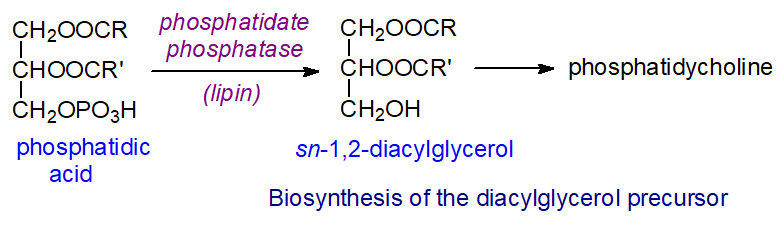 Conversion of phosphatidic acid to diacylglycerol