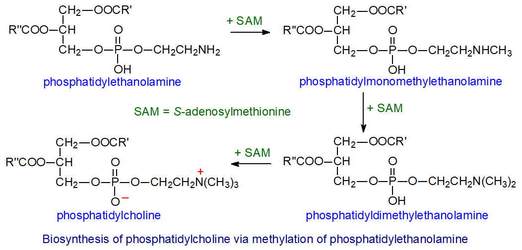 Second biosynthetic route to phosphatidylcholine