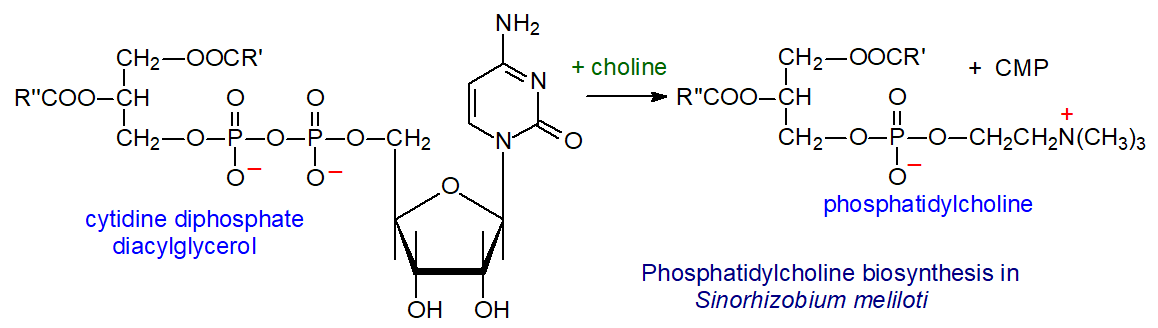 Phosphatidylcholine biosynthesis via a bacterial pathway