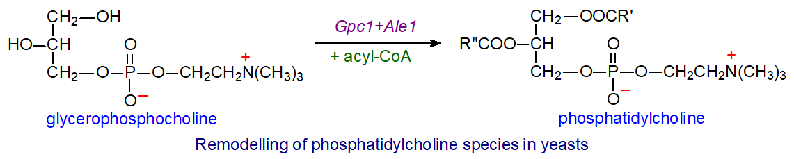 Remodelling of phosphatidylcholine species in yeasts