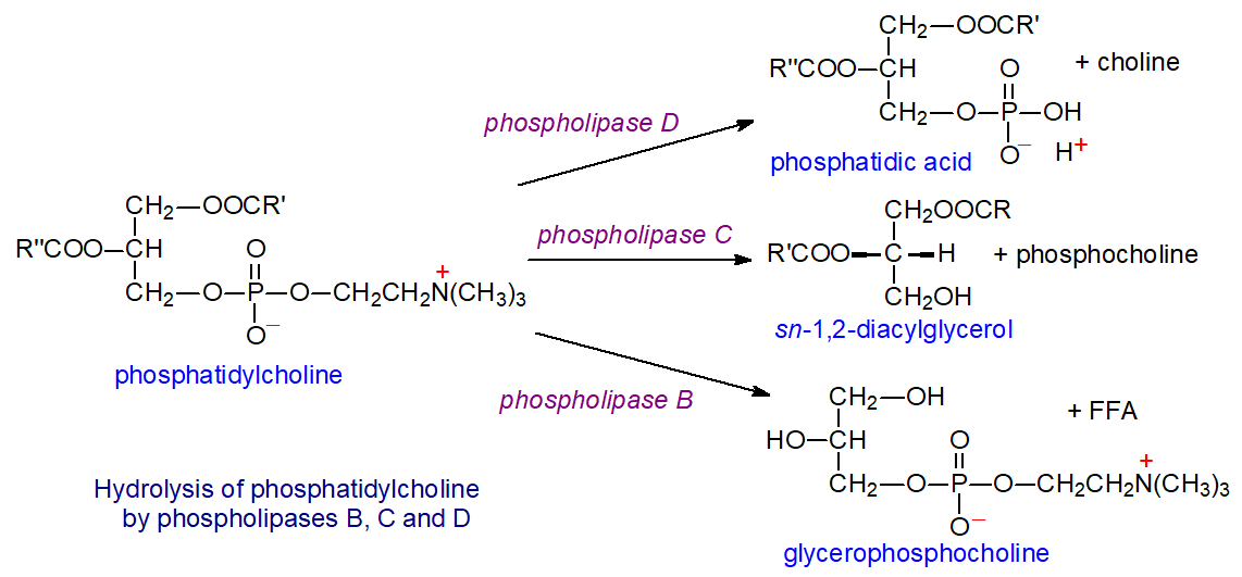 Hydrolysis of phosphatidylcholine by phospholipases B, C and D