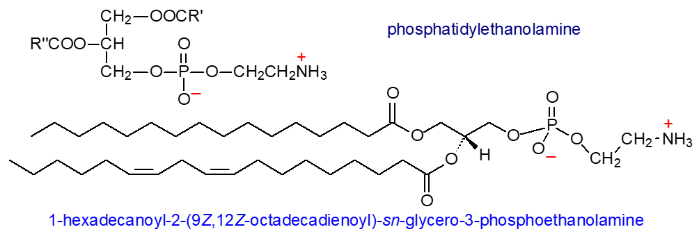 Structural formula of phosphatidylethanolamine