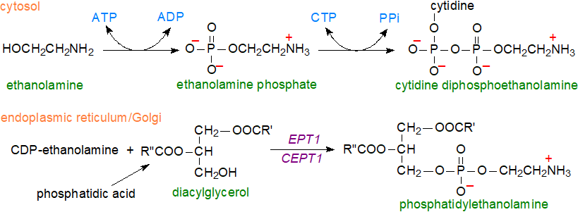 Structural formula of phosphatidylethanolamine