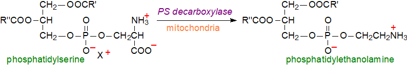 Main pathway of phosphatidylethanolamine biosynthesis