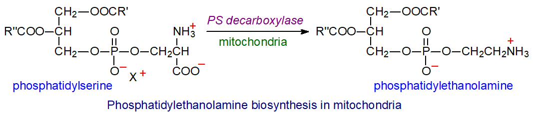 Phosphatidylethanolamine synthesis from phosphatidylserine