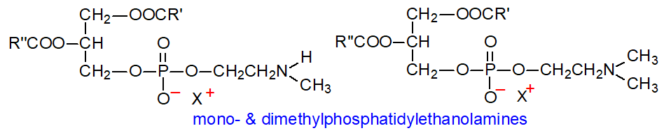 Formulae of mono- and dimethylphosphatidylethanolamines