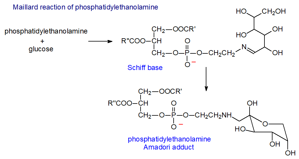 Formation of Amadori adduct of phosphatidylethanolamine
