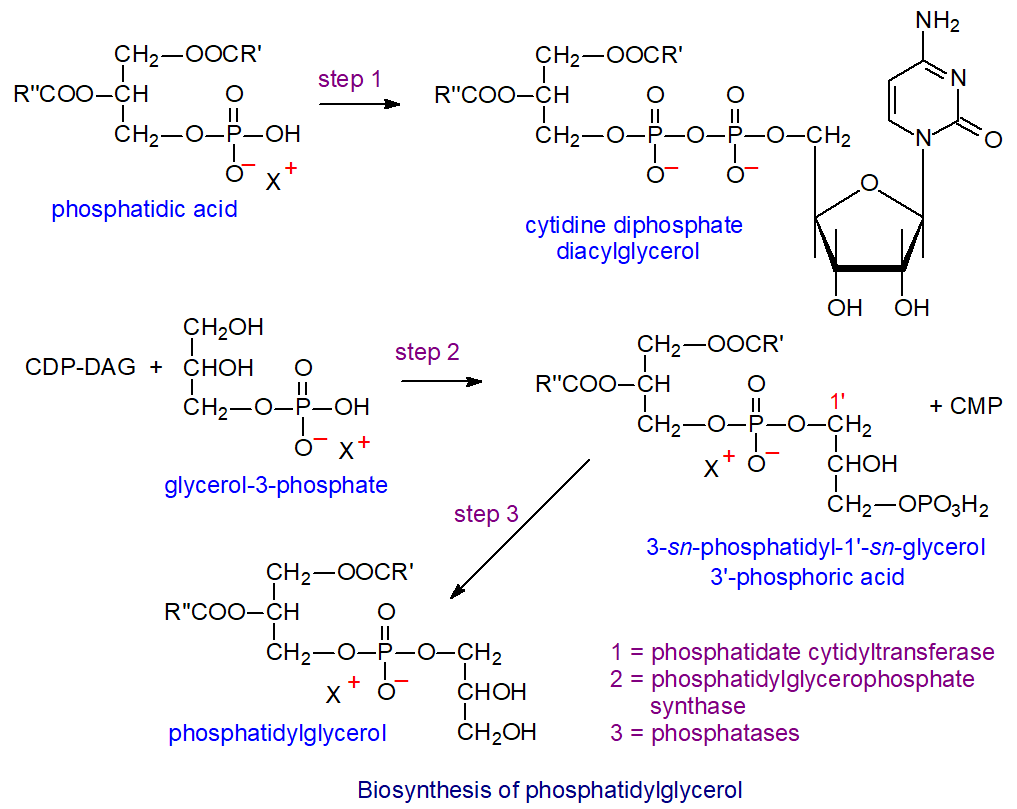 Biosynthesis of phosphatidylglycerol