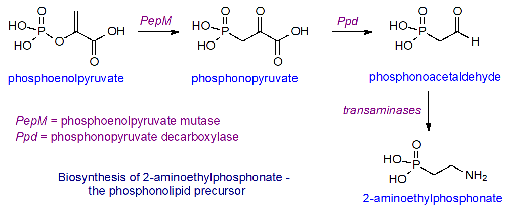 Biosynthesis of 2-aminoethylphosphonate - the phosphonolipid precursor