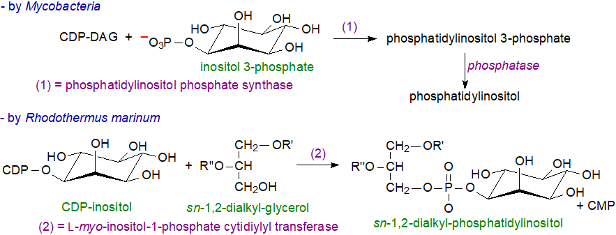 Biosynthesis of phosphatidylinositol in eukaryotes