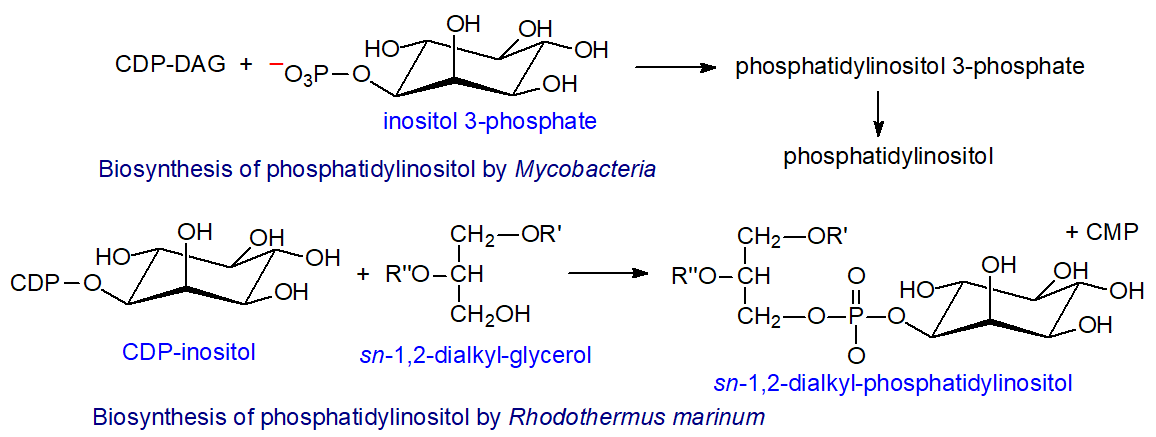 Biosynthesis of phosphatidylinositol in Mycobacteria and Rhodothermus marinum