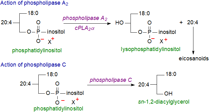 Biosynthesis of phosphatidylinositol in Mycobacteria and Rhodothermus marinum