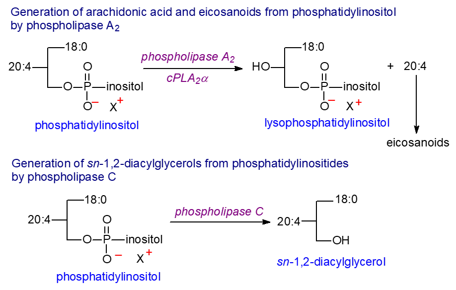 Release of arachidonic acid from phosphatidylinositol