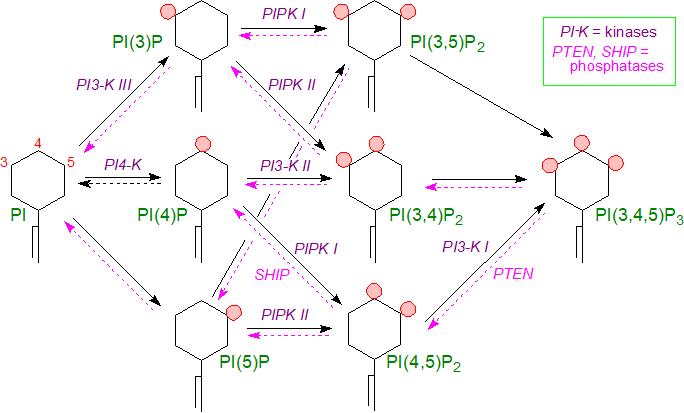 Actions of phospholipase A2 and C