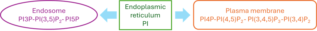 Polyphosphoinositide metabolism in membranes