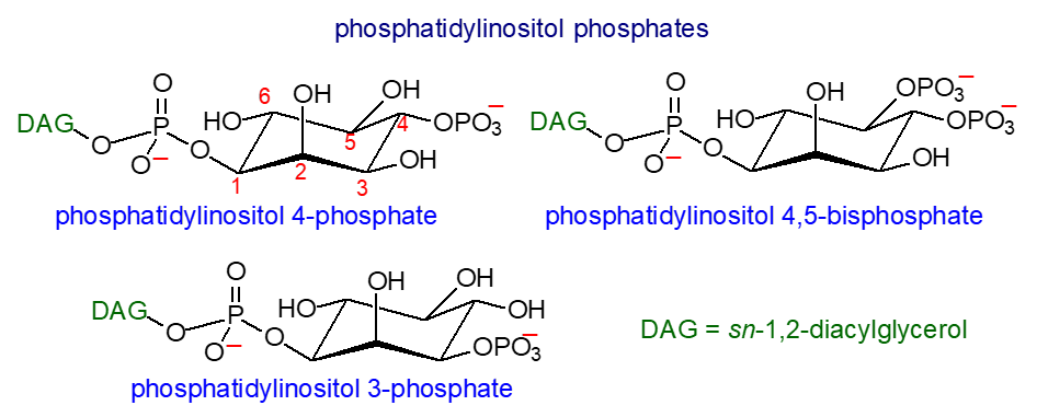 Formulae of phosphatidylinositol phosphates