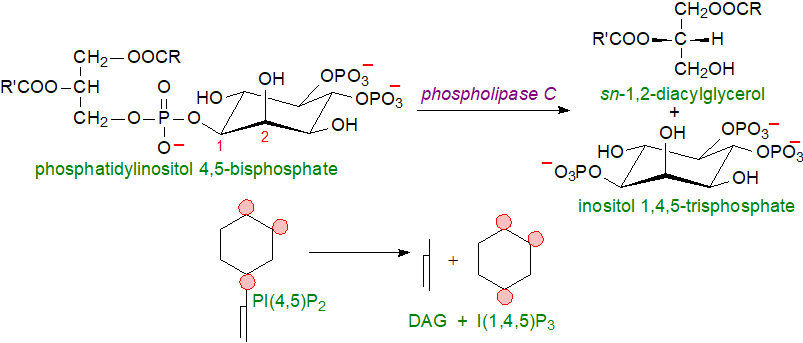 Formulae of phosphatidylinositol phosphates