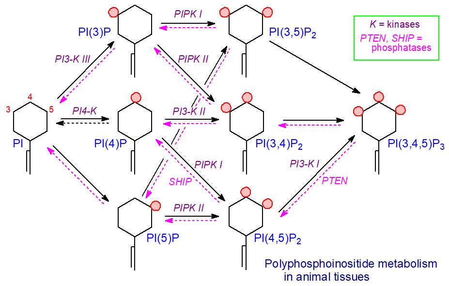 Polyphosphoinositide metabolism in animal tissues