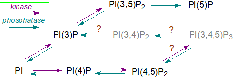 Polyphosphoinositide metabolism in animal tissues