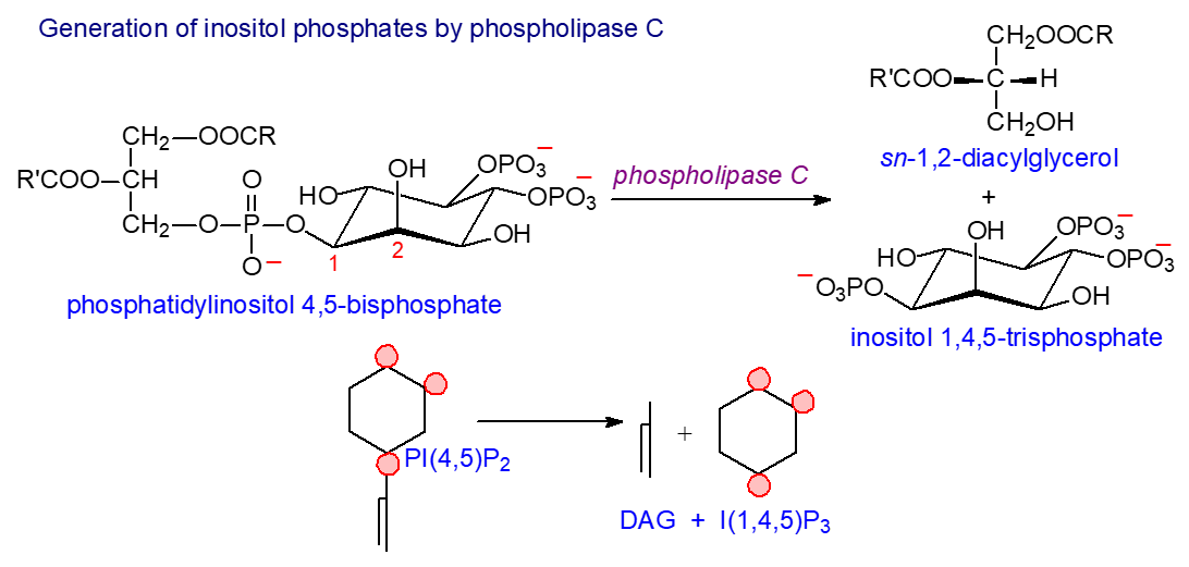 Generation of water-soluble inositol phosphates