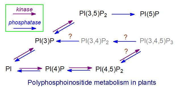 Polyphosphoinositide metabolism in plants