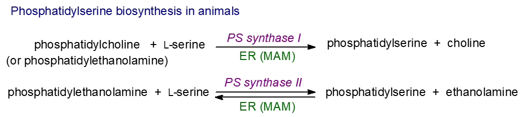 Biosynthesis of phosphatidylserine in animal tissues